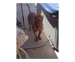 6 AKC French Mastiff puppies for sale - 3