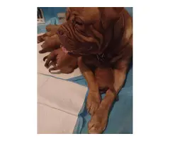 6 AKC French Mastiff puppies for sale - 4