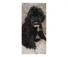 Portuguese water dog puppies for sale