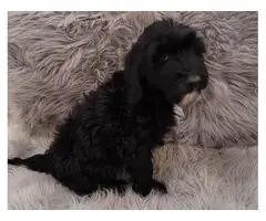 Portuguese water dog puppies for sale - 2