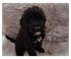 Portuguese water dog puppies for sale - 3