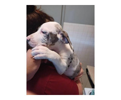 3 Catahoula puppies looking for a loving home