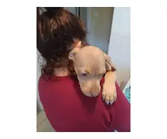 3 Catahoula puppies looking for a loving home - 8