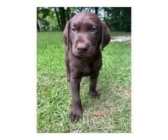 1 male and 2 female Chocolate lab puppies for sale