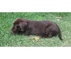 1 male and 2 female Chocolate lab puppies for sale - 3