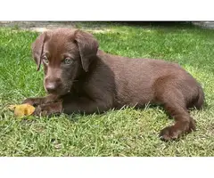 1 male and 2 female Chocolate lab puppies for sale - 4