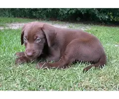 1 male and 2 female Chocolate lab puppies for sale - 6