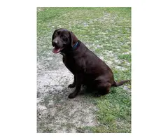 1 male and 2 female Chocolate lab puppies for sale - 7