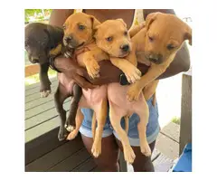 4 Pit bull puppies males only