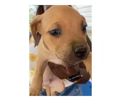 4 Pit bull puppies males only - 2