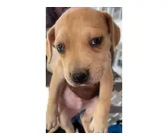 4 Pit bull puppies males only - 3
