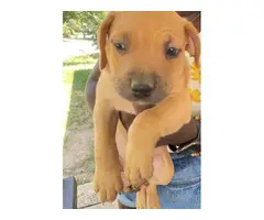 4 Pit bull puppies males only - 4