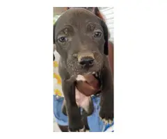 4 Pit bull puppies males only - 5