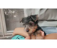 2 cute little Yorkie puppies for sale - 2