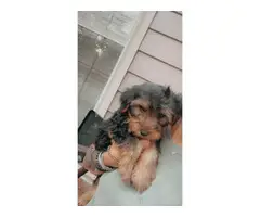 2 cute little Yorkie puppies for sale - 3