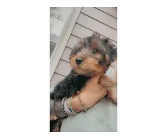 2 cute little Yorkie puppies for sale - 4