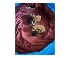 4 purebred Doberman puppies for sale
