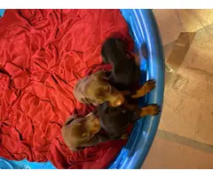 4 purebred Doberman puppies for sale - 2