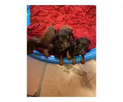 4 purebred Doberman puppies for sale - 4
