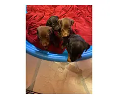 4 purebred Doberman puppies for sale - 5