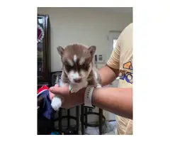 2 Husky puppies in search of a good home