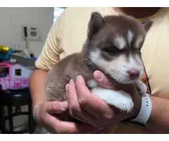 2 Husky puppies in search of a good home - 2
