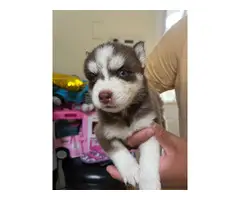 2 Husky puppies in search of a good home - 4