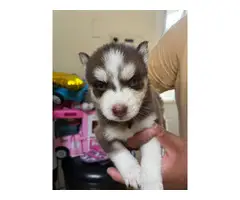 2 Husky puppies in search of a good home - 5