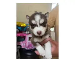 2 Husky puppies in search of a good home - 6