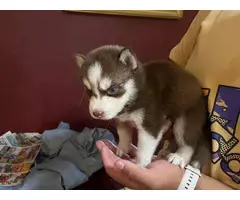 2 Husky puppies in search of a good home - 7
