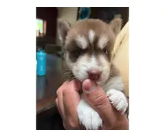 2 Husky puppies in search of a good home - 8