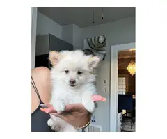 Beautiful Pomeranian puppy for sale