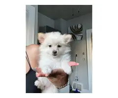 Beautiful Pomeranian puppy for sale - 2