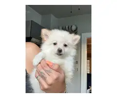 Beautiful Pomeranian puppy for sale - 3