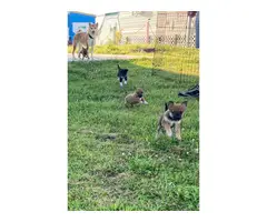 Rat Terrier Shiba Inu mixed puppies - 7