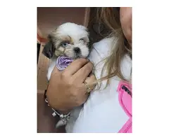 3 fullbreed shih tzu puppy for sale