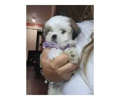 3 fullbreed shih tzu puppy for sale - 2