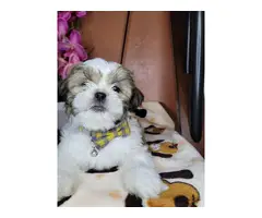 3 fullbreed shih tzu puppy for sale - 5
