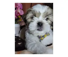 3 fullbreed shih tzu puppy for sale - 6