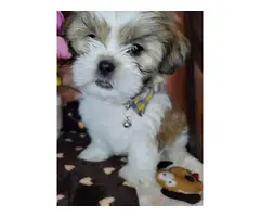 3 fullbreed shih tzu puppy for sale - 7