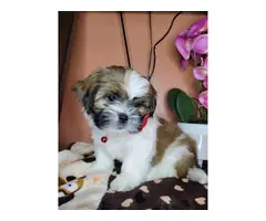3 fullbreed shih tzu puppy for sale - 8