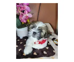 3 fullbreed shih tzu puppy for sale - 9