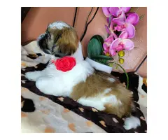 3 fullbreed shih tzu puppy for sale - 10