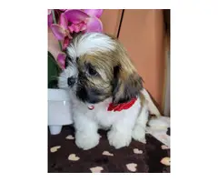 3 fullbreed shih tzu puppy for sale - 11
