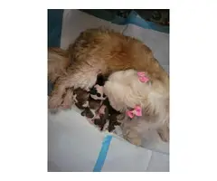 3 fullbreed shih tzu puppy for sale - 12