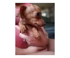 One male Chiweenie puppy for sale