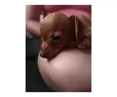 One male Chiweenie puppy for sale - 2
