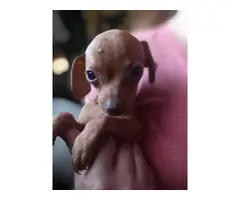 One male Chiweenie puppy for sale - 3