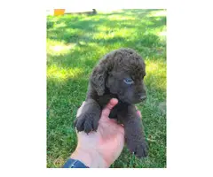 Stunning Chessie puppies for sale