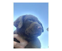 Stunning Chessie puppies for sale